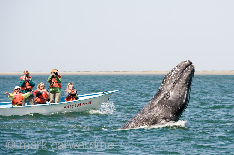 GREY_WHALE_GALLERY015.jpg