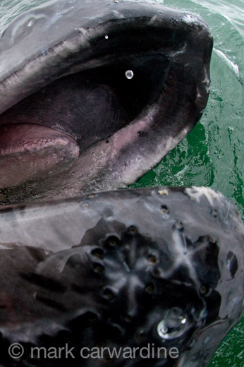 GREY_WHALE_GALLERY016.jpg