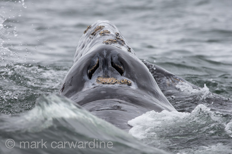 GREY_WHALE_GALLERY017.jpg