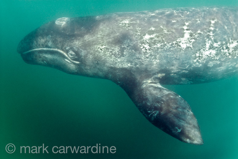 GREY_WHALE_GALLERY018.jpg