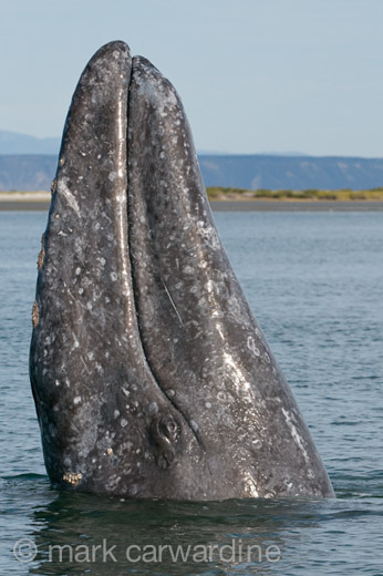 GREY_WHALE_GALLERY019.jpg