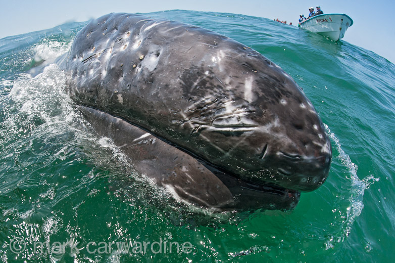 GREY_WHALE_GALLERY020.jpg