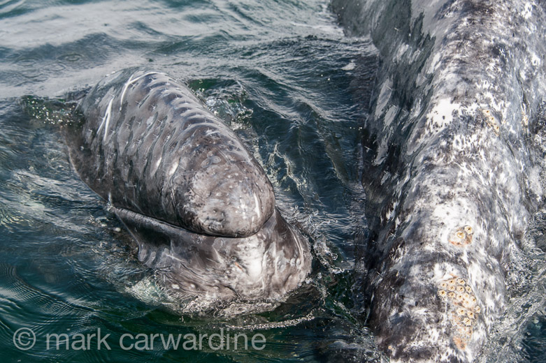 GREY_WHALE_GALLERY021.jpg