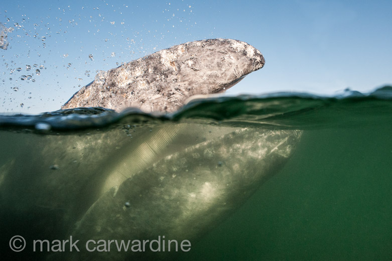 GREY_WHALE_GALLERY022.jpg