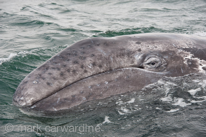 GREY_WHALE_GALLERY023.jpg