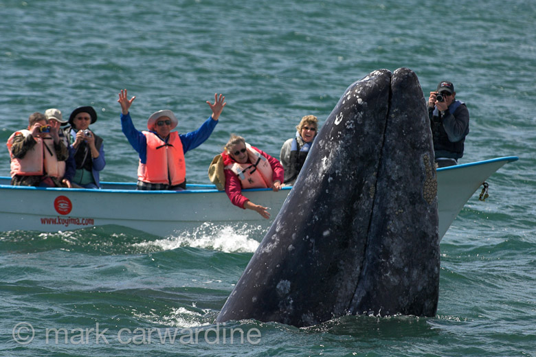 GREY_WHALE_GALLERY025.jpg