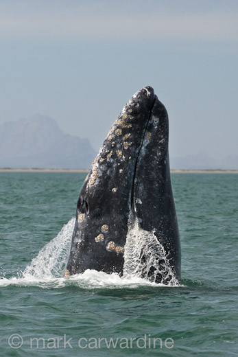 GREY_WHALE_GALLERY026.jpg