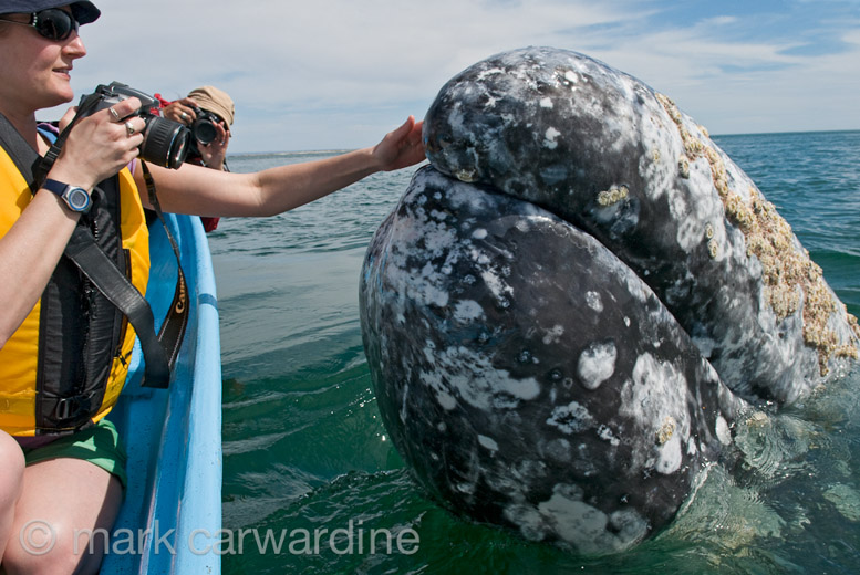 GREY_WHALE_GALLERY027.jpg