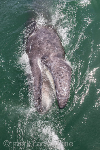 GREY_WHALE_GALLERY028.jpg
