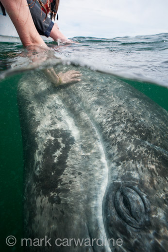 GREY_WHALE_GALLERY029.jpg