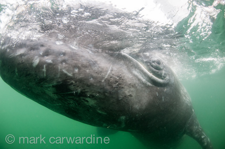 GREY_WHALE_GALLERY030.jpg