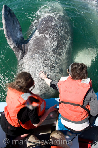 GREY_WHALE_GALLERY031.jpg