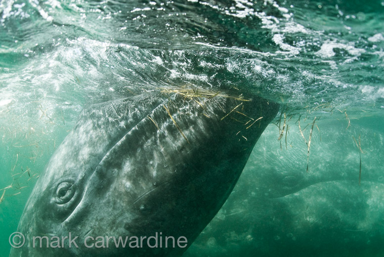 GREY_WHALE_GALLERY032.jpg