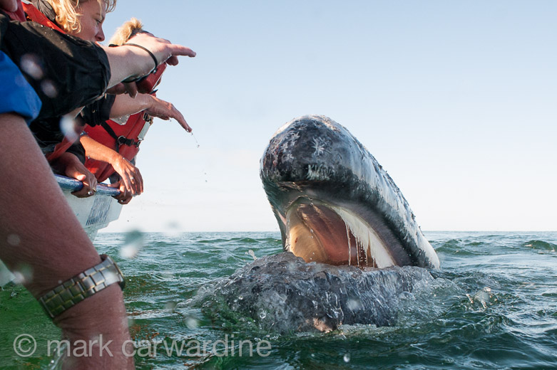 GREY_WHALE_GALLERY033.jpg