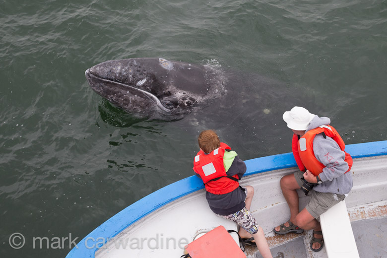 GREY_WHALE_GALLERY034.jpg