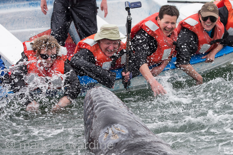 GREY_WHALE_GALLERY035.jpg