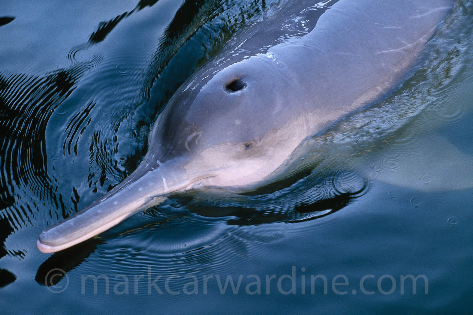 Yangtze river dolphin (or baiji) - now extinct