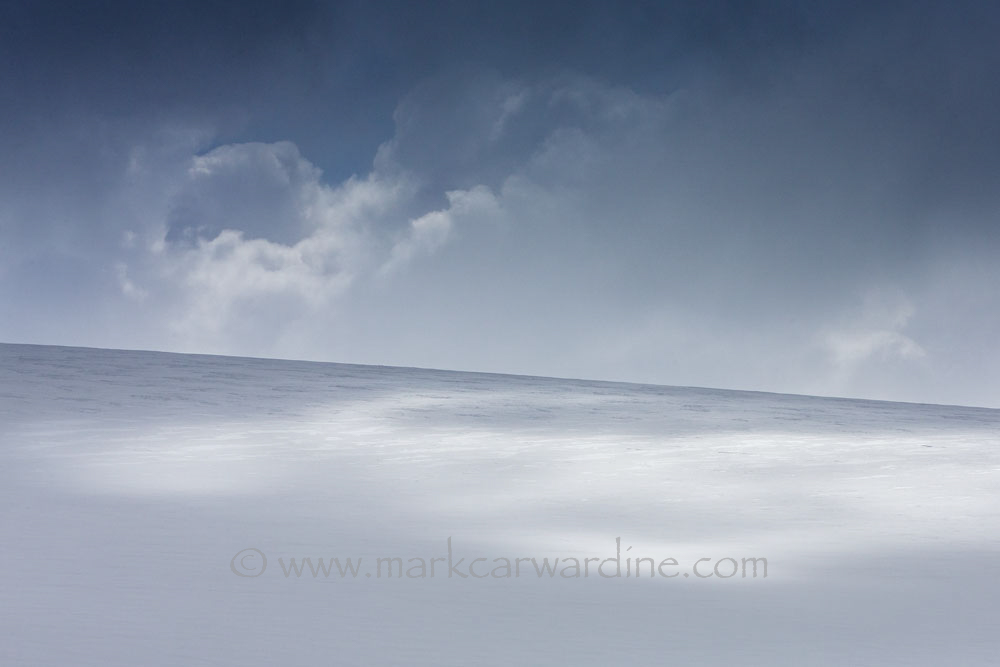 CARWARDINE-10.jpg