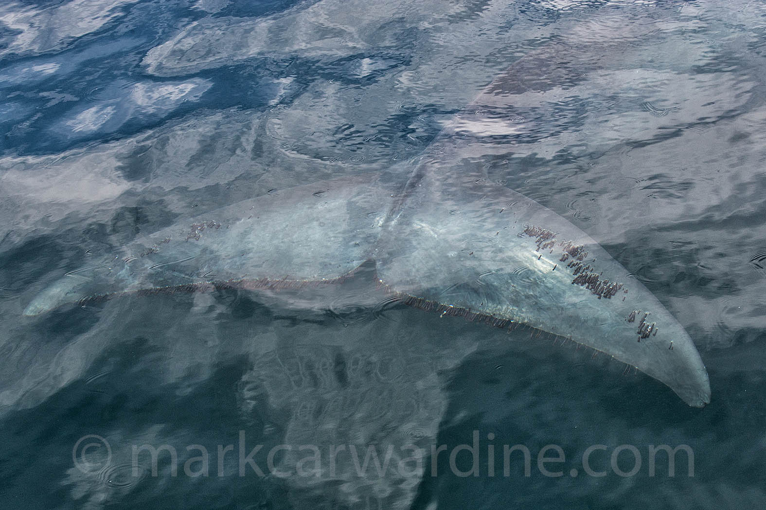 MCME-0216-238336.jpg