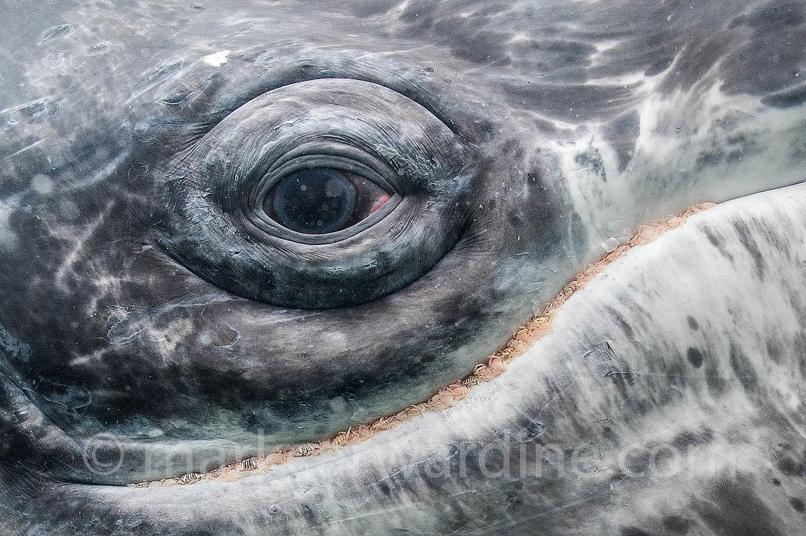 eye