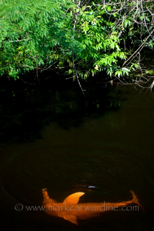 CARWARDINE-5.jpg