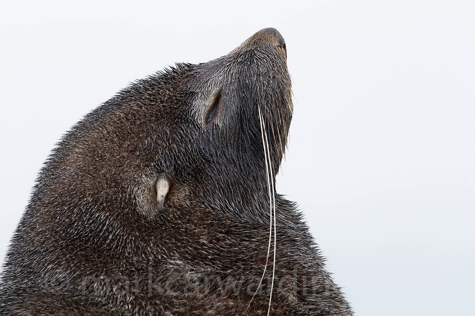 © MARK CARWARDINE 002.jpg