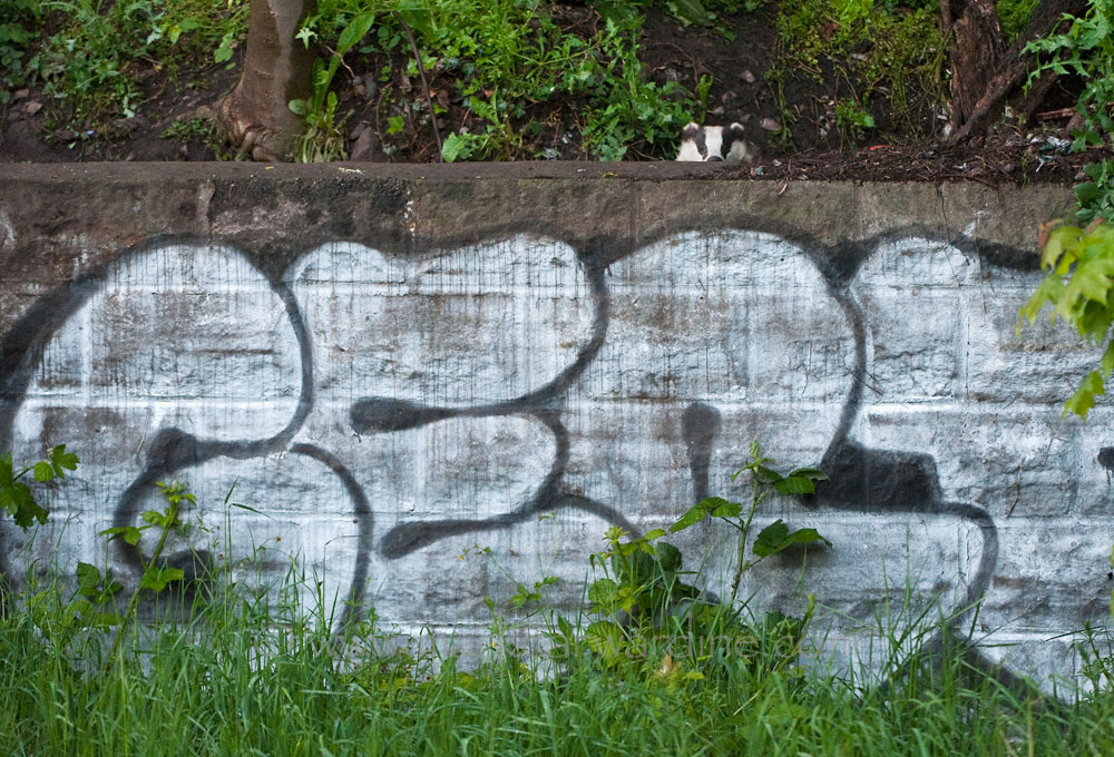 CARWARDINE-6.jpg