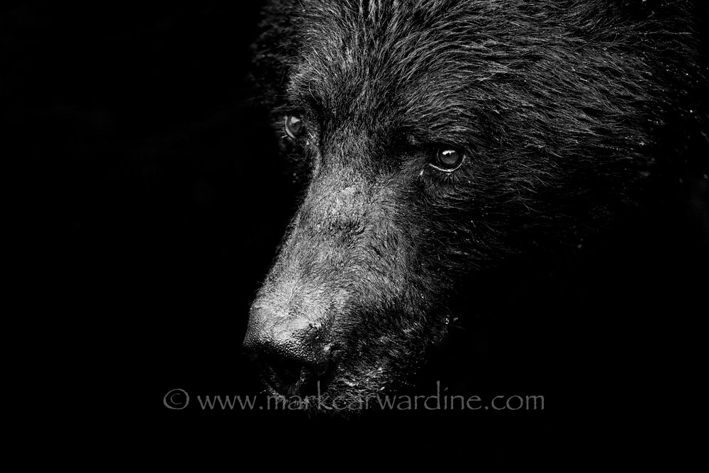 CARWARDINE-8.jpg