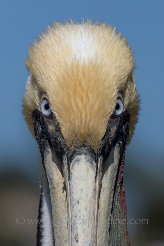 CARWARDINE-7.jpg