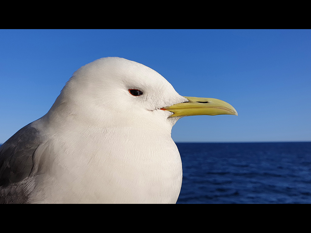 Kittiwake, Russian Far East