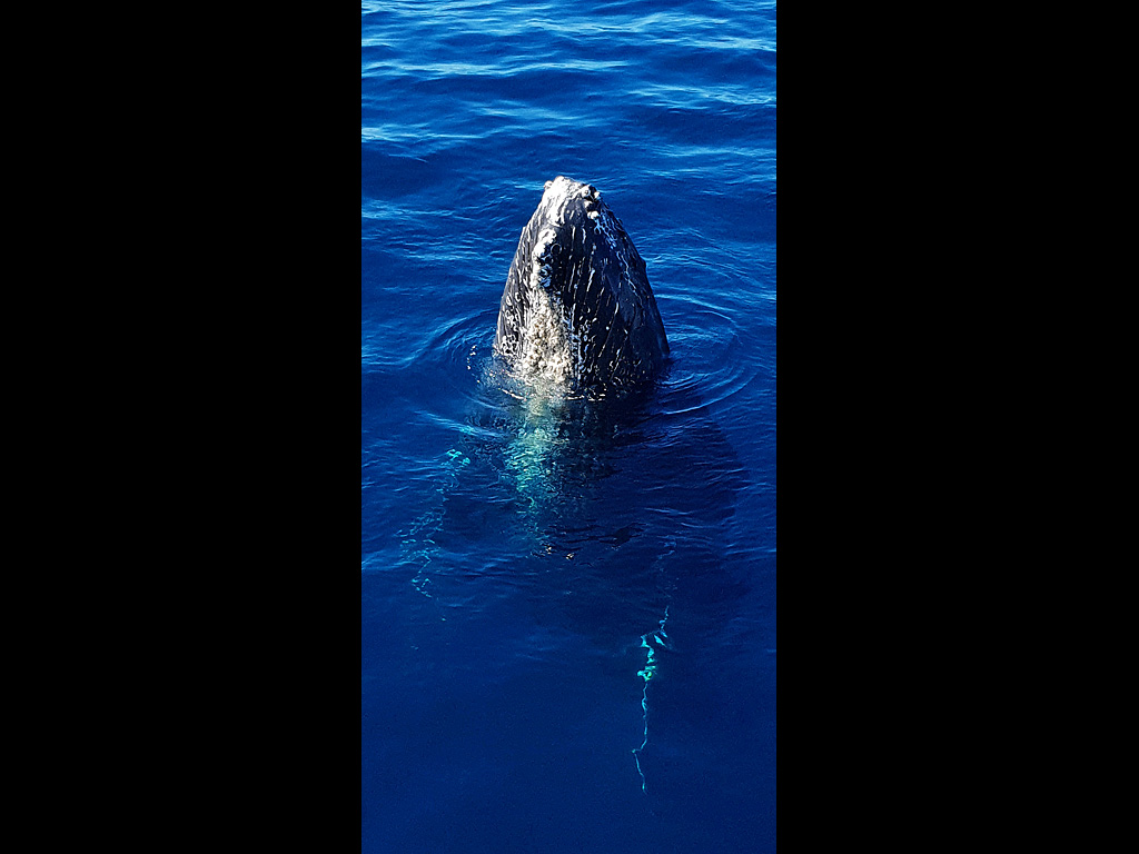 10-humpback_whale_baja.jpg