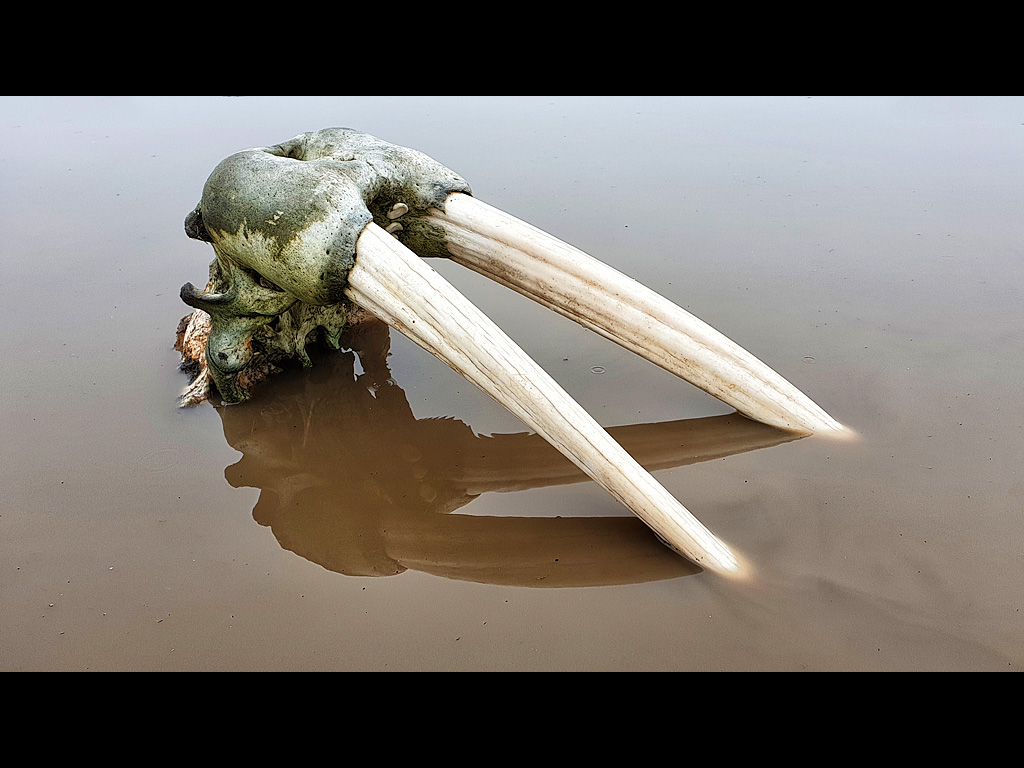 5-walrus_skull.jpg