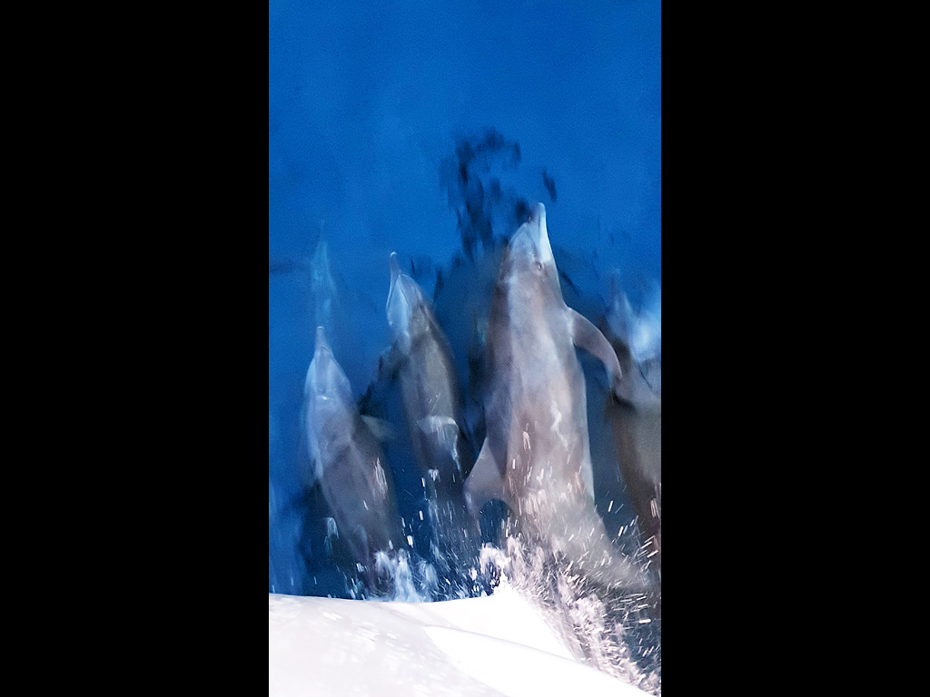 9-bottlenose-dolphins.jpg