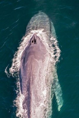 Iceland giants