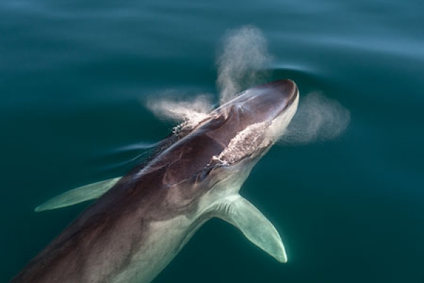 National Geographic