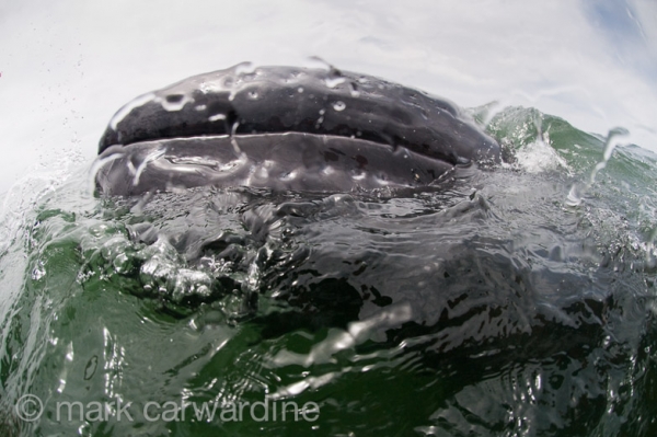 Grey whales