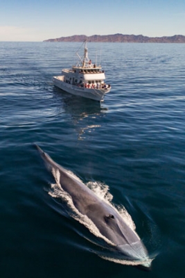 Highlights from Baja California 2020