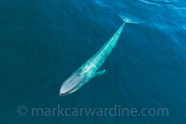 Whales from the Air