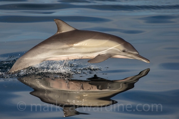 Dolphins & Porpoises