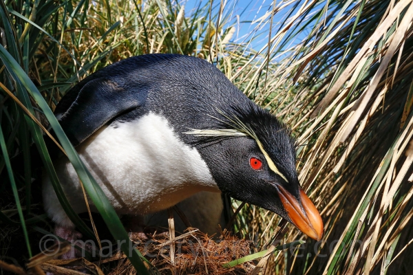 Penguins