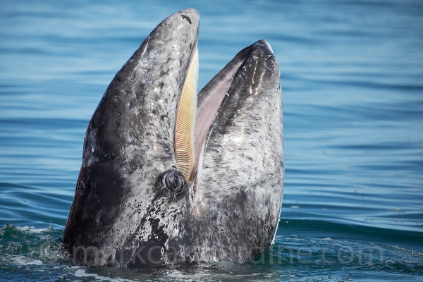 On the Trail of the Whale