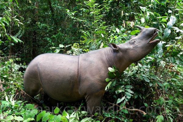 Terrestrial Mammals