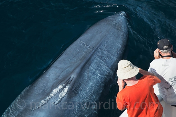 Whale Watching