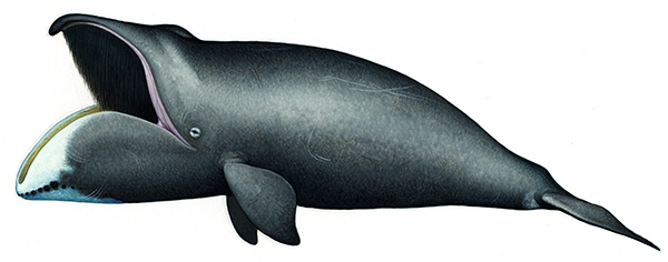 Image representing Whale Images