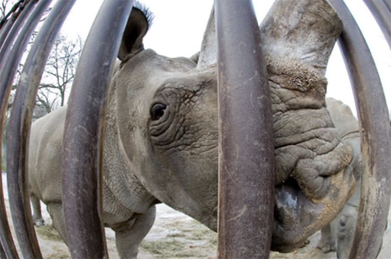 Image representing Mark Carwardine's advice about getting a career in conservation