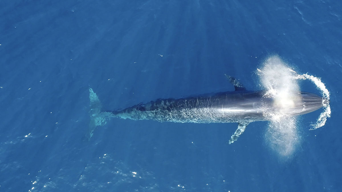 Bryde’s whale 