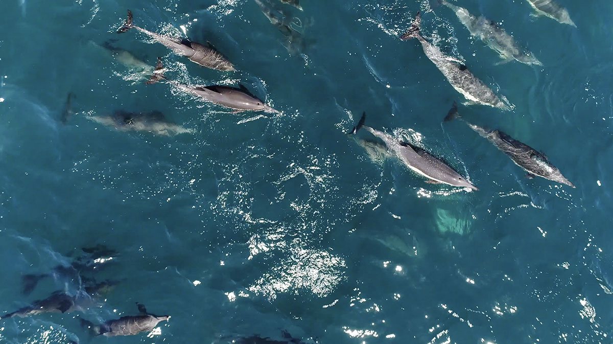 Common dolphins