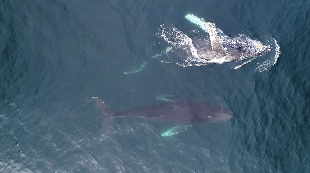 Humpback whales