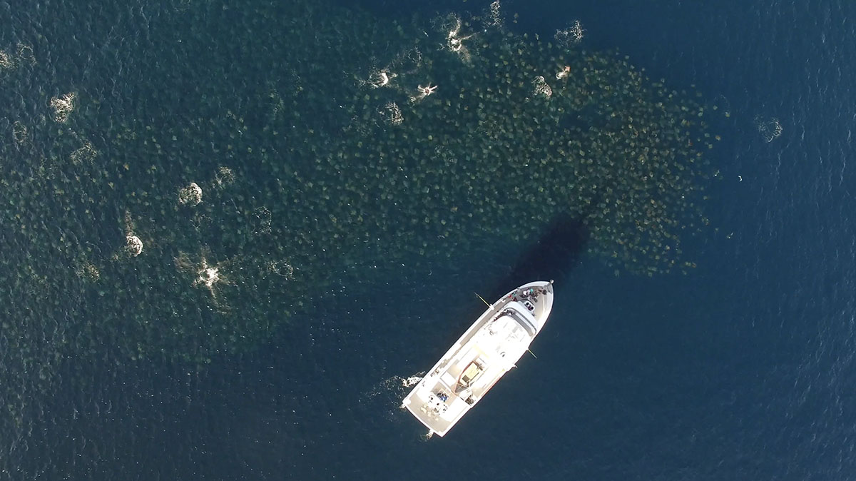 Munk’s mobula rays or Munk’s pygmy devil rays