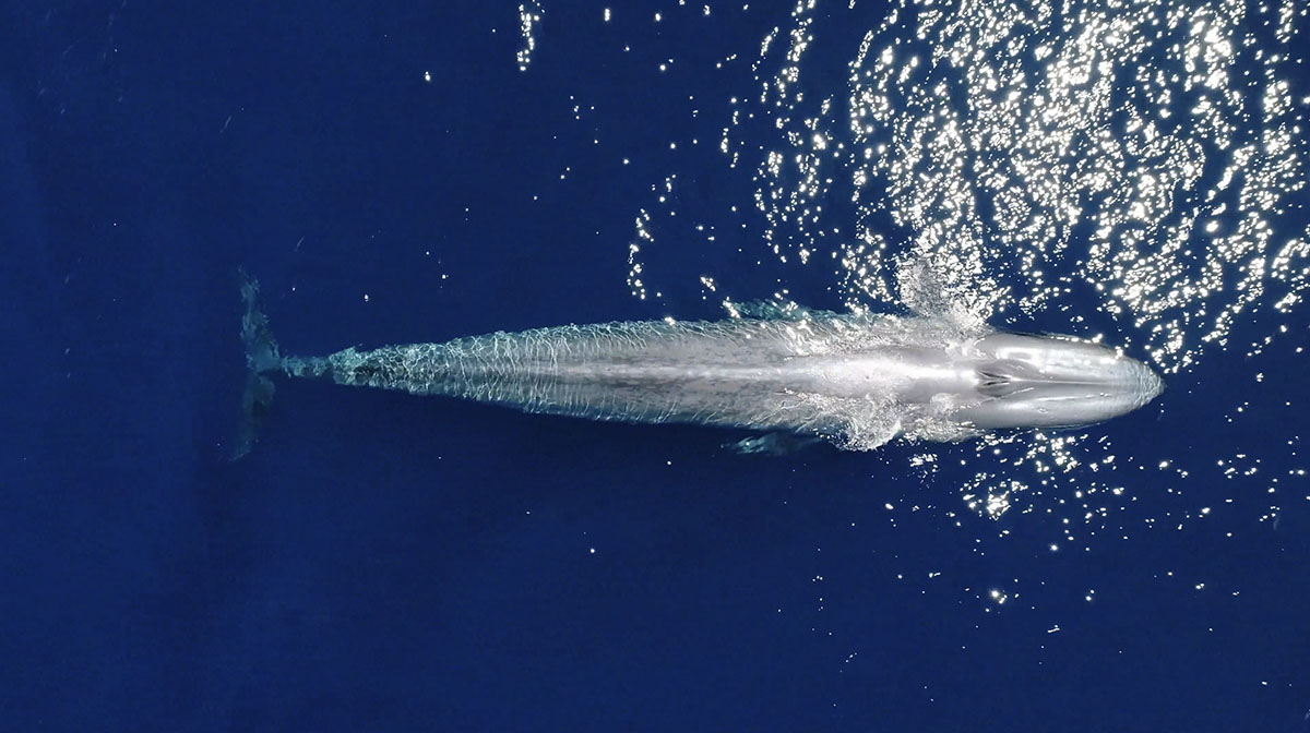 Blue whale